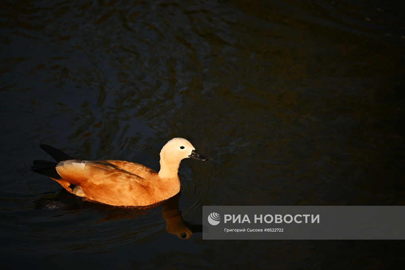 Красногвардейские пруды в Москве