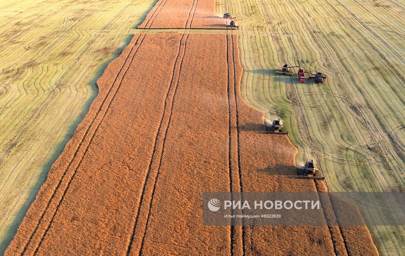 Сбор урожая рапса в Красноярском крае