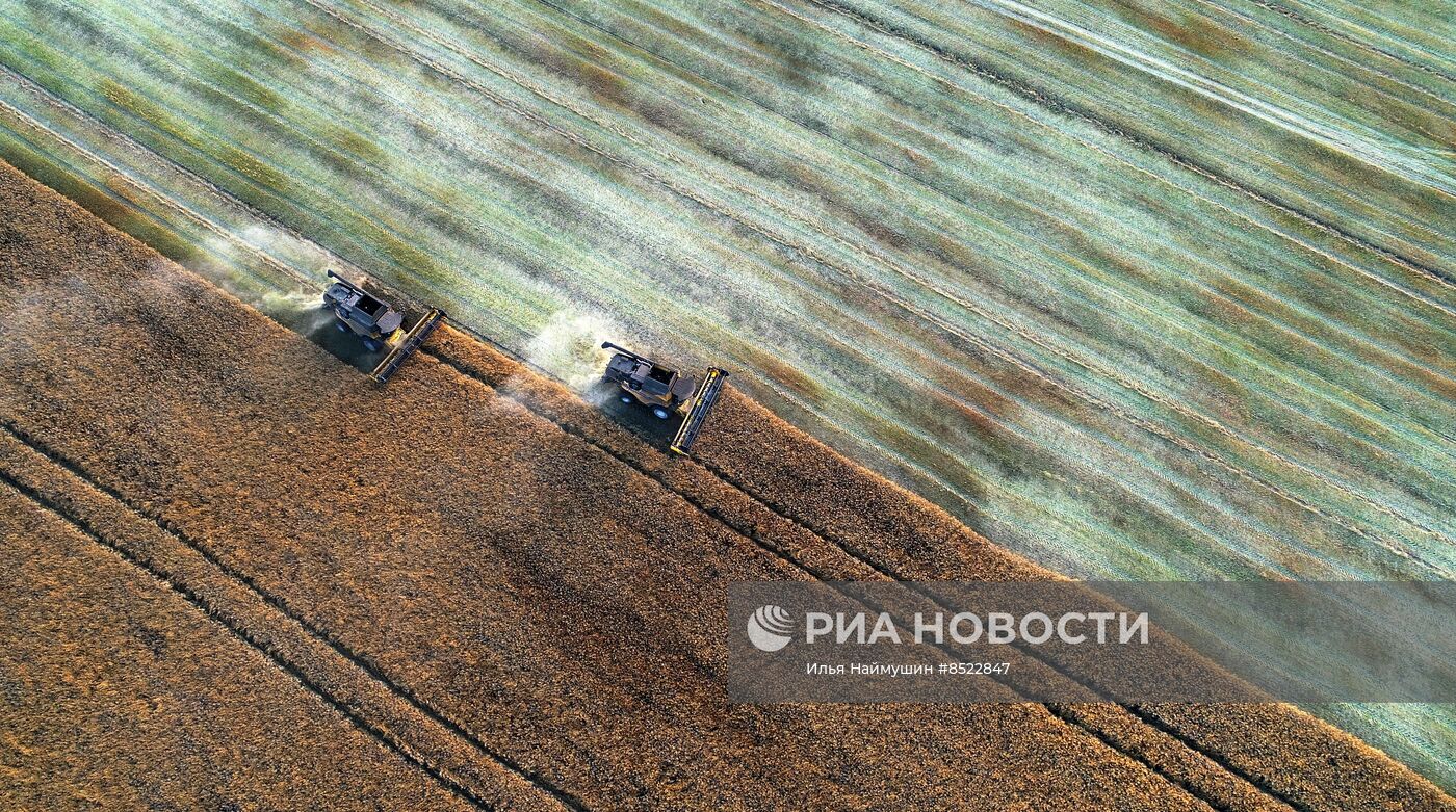 Сбор урожая рапса в Красноярском крае