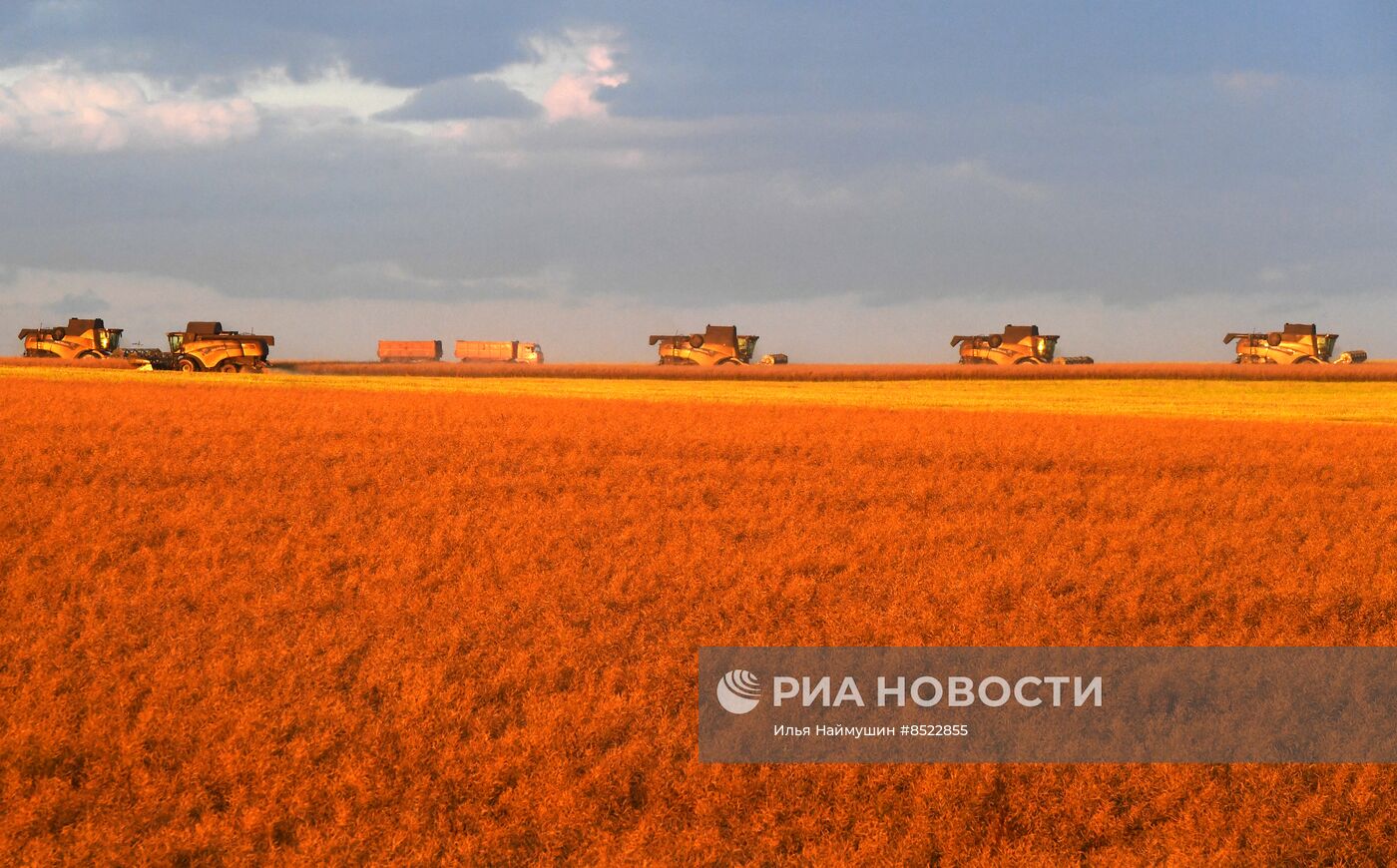 Сбор урожая рапса в Красноярском крае