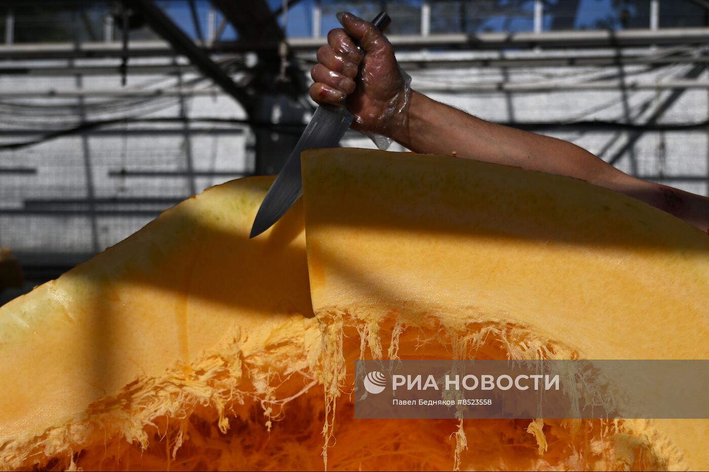 Вскрытие самых больших тыкв, выращенных в России в 2023 году
