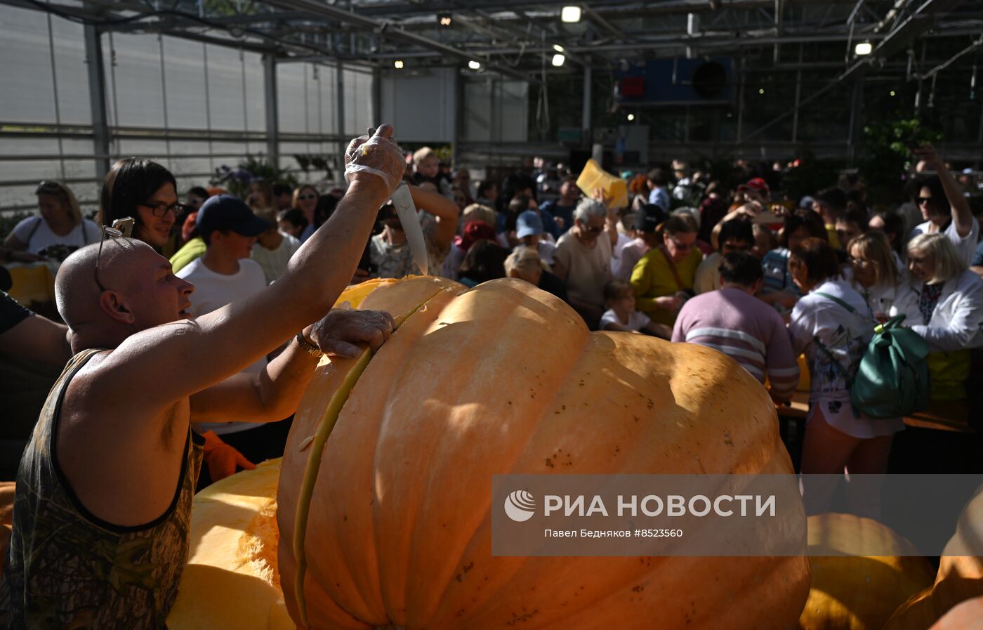 Вскрытие самых больших тыкв, выращенных в России в 2023 году