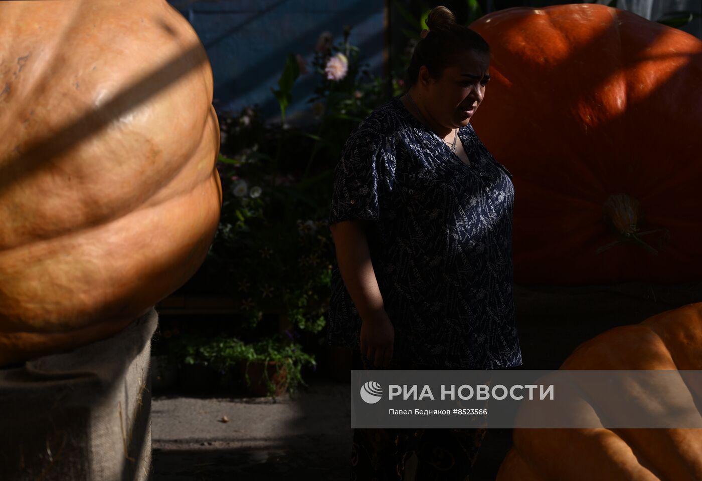 Вскрытие самых больших тыкв, выращенных в России в 2023 году