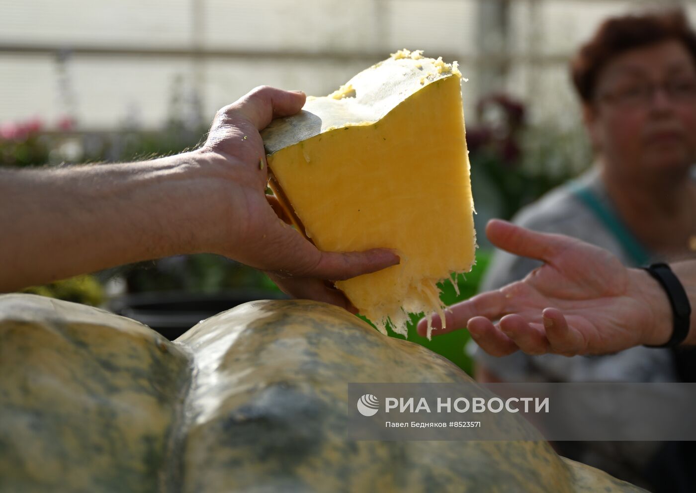 Вскрытие самых больших тыкв, выращенных в России в 2023 году