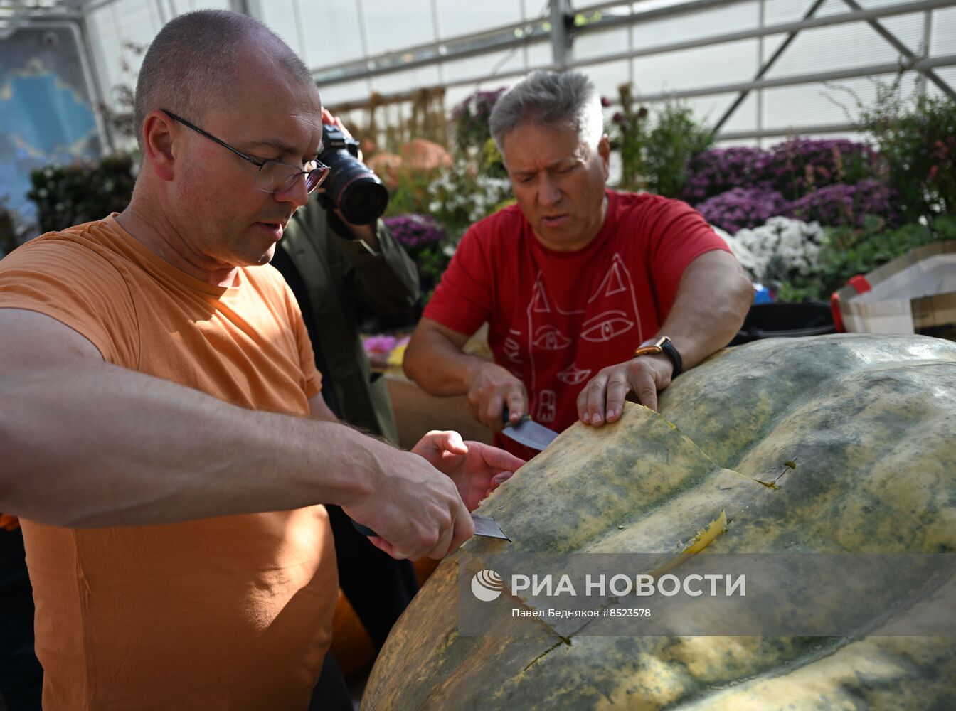 Вскрытие самых больших тыкв, выращенных в России в 2023 году