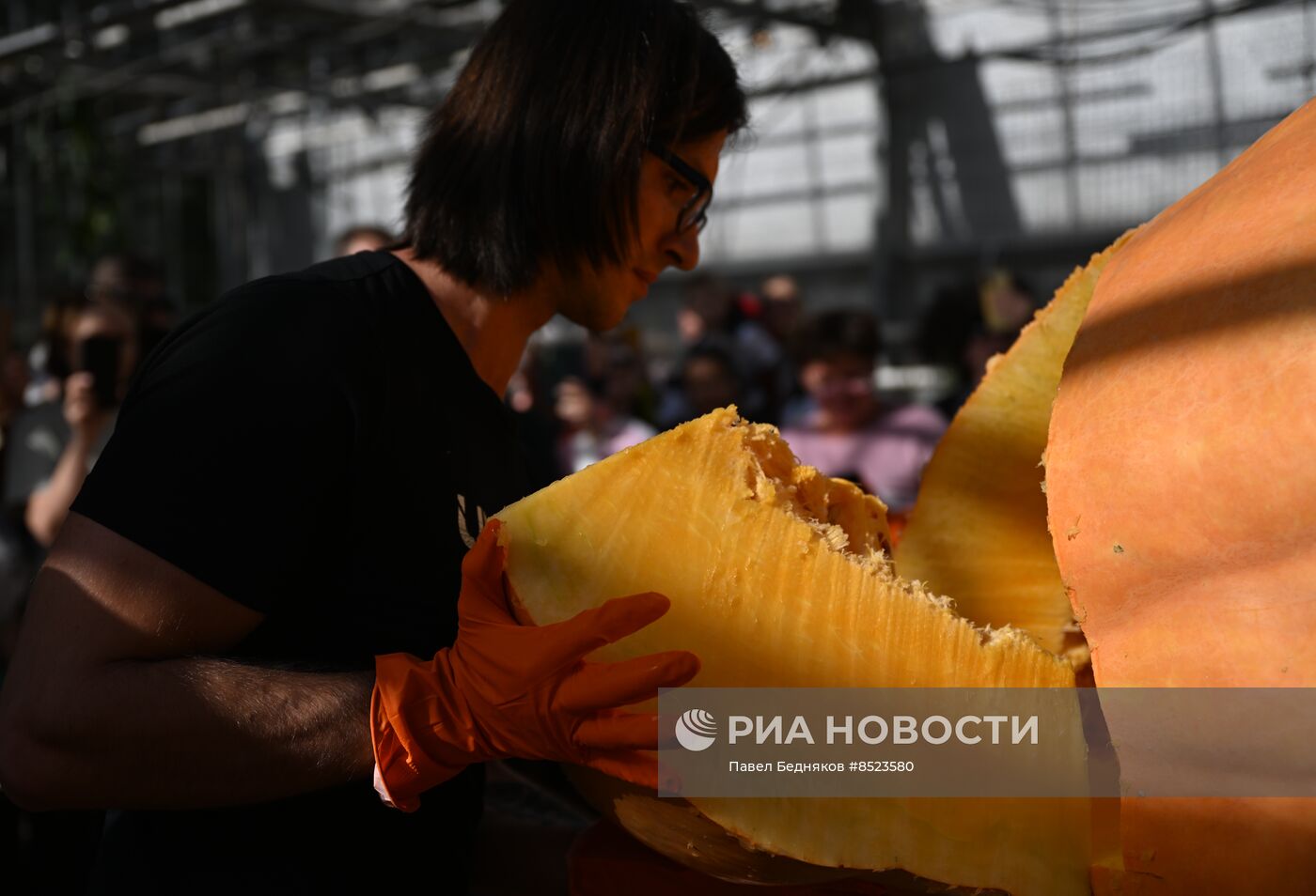 Вскрытие самых больших тыкв, выращенных в России в 2023 году