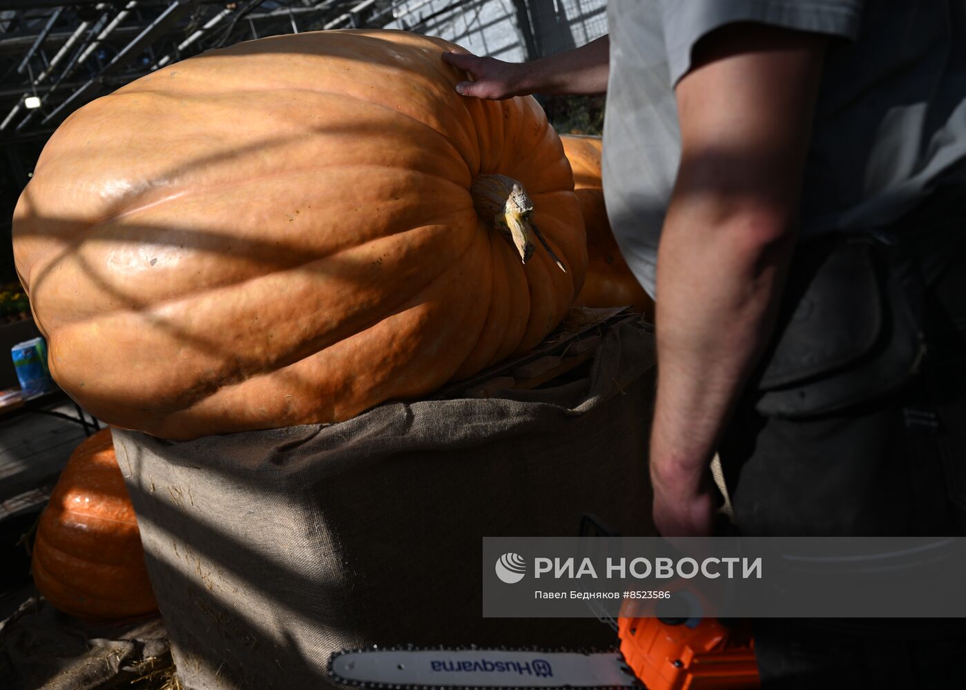 Вскрытие самых больших тыкв, выращенных в России в 2023 году