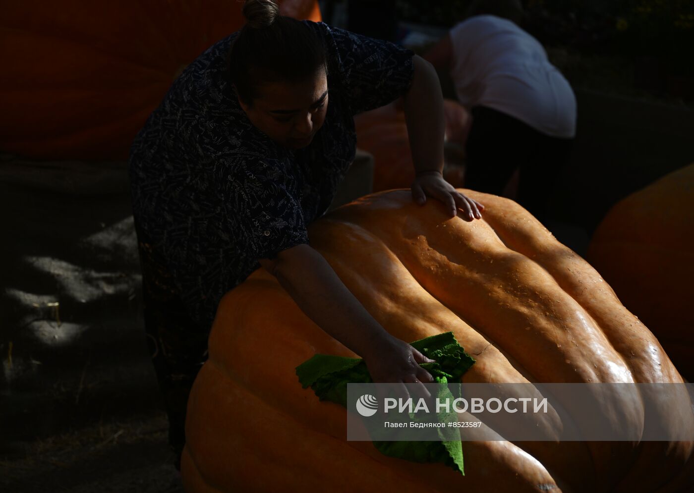 Вскрытие самых больших тыкв, выращенных в России в 2023 году