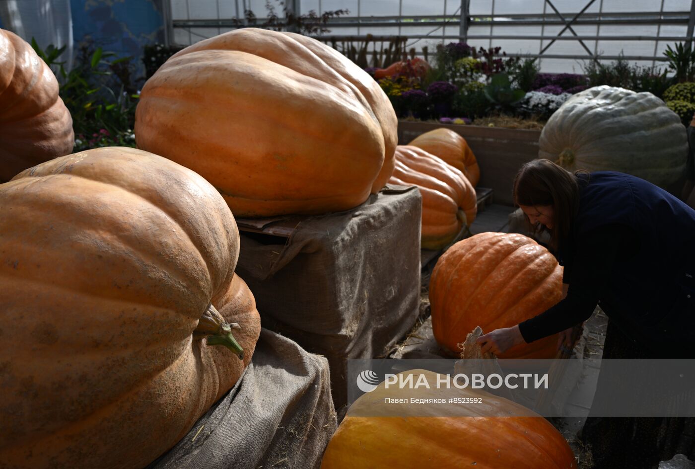 Вскрытие самых больших тыкв, выращенных в России в 2023 году