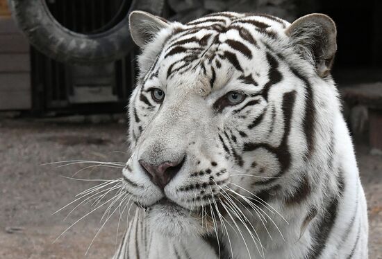 Тигры в парке флоры и фауны "Роев ручей"