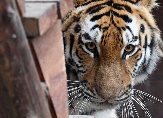 Тигры в парке флоры и фауны "Роев ручей"