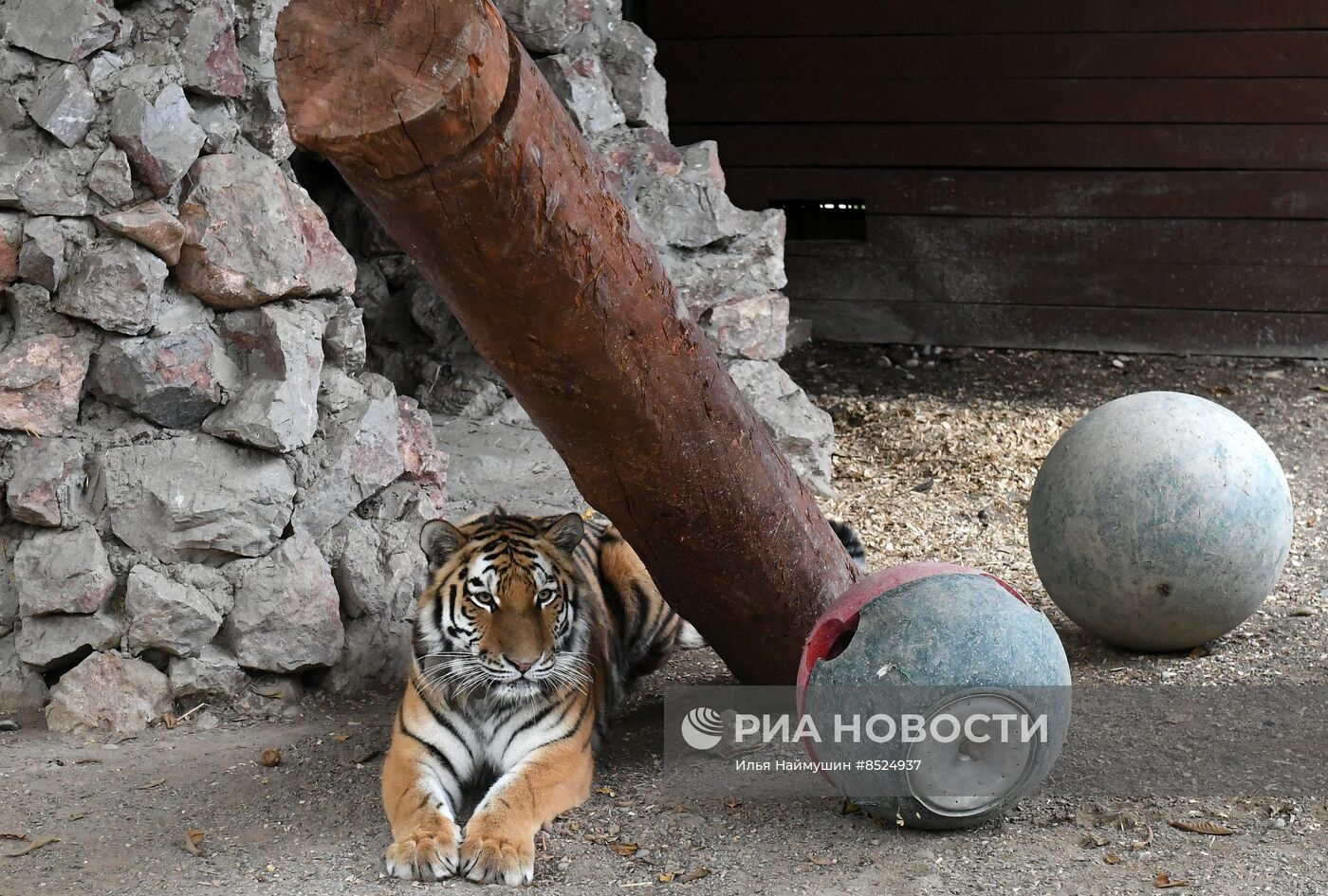 Тигры в парке флоры и фауны "Роев ручей"