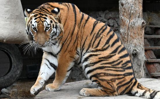 Тигры в парке флоры и фауны "Роев ручей"