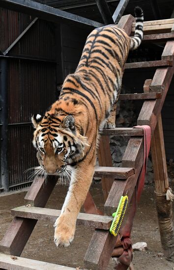 Тигры в парке флоры и фауны "Роев ручей"