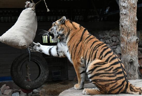 Тигры в парке флоры и фауны "Роев ручей"