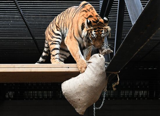 Тигры в парке флоры и фауны "Роев ручей"