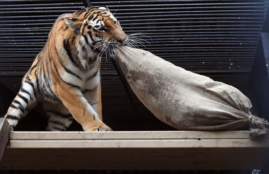 Тигры в парке флоры и фауны "Роев ручей"
