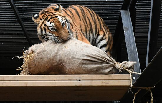 Тигры в парке флоры и фауны "Роев ручей"