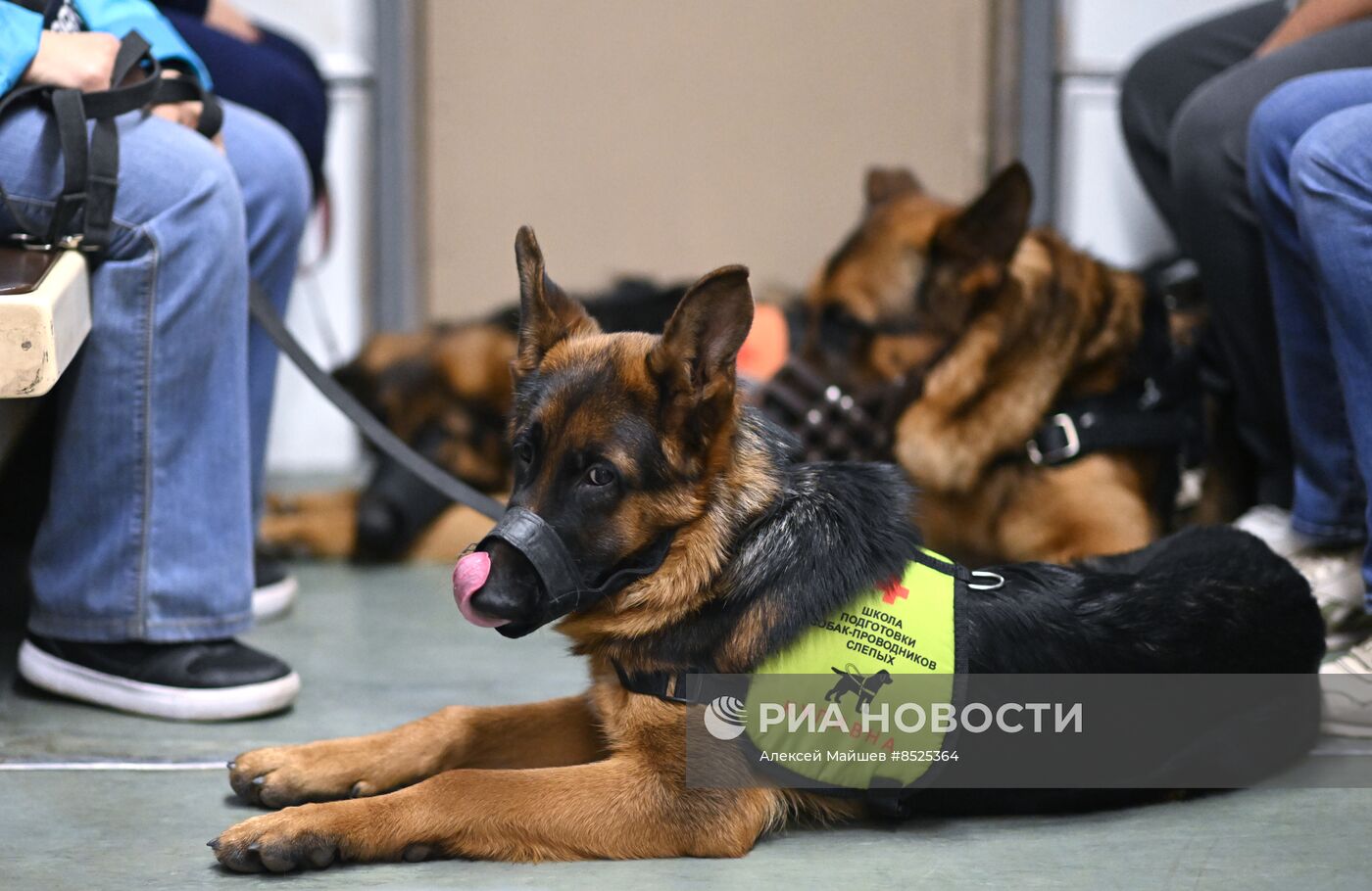 Открытый урок для собак-проводников