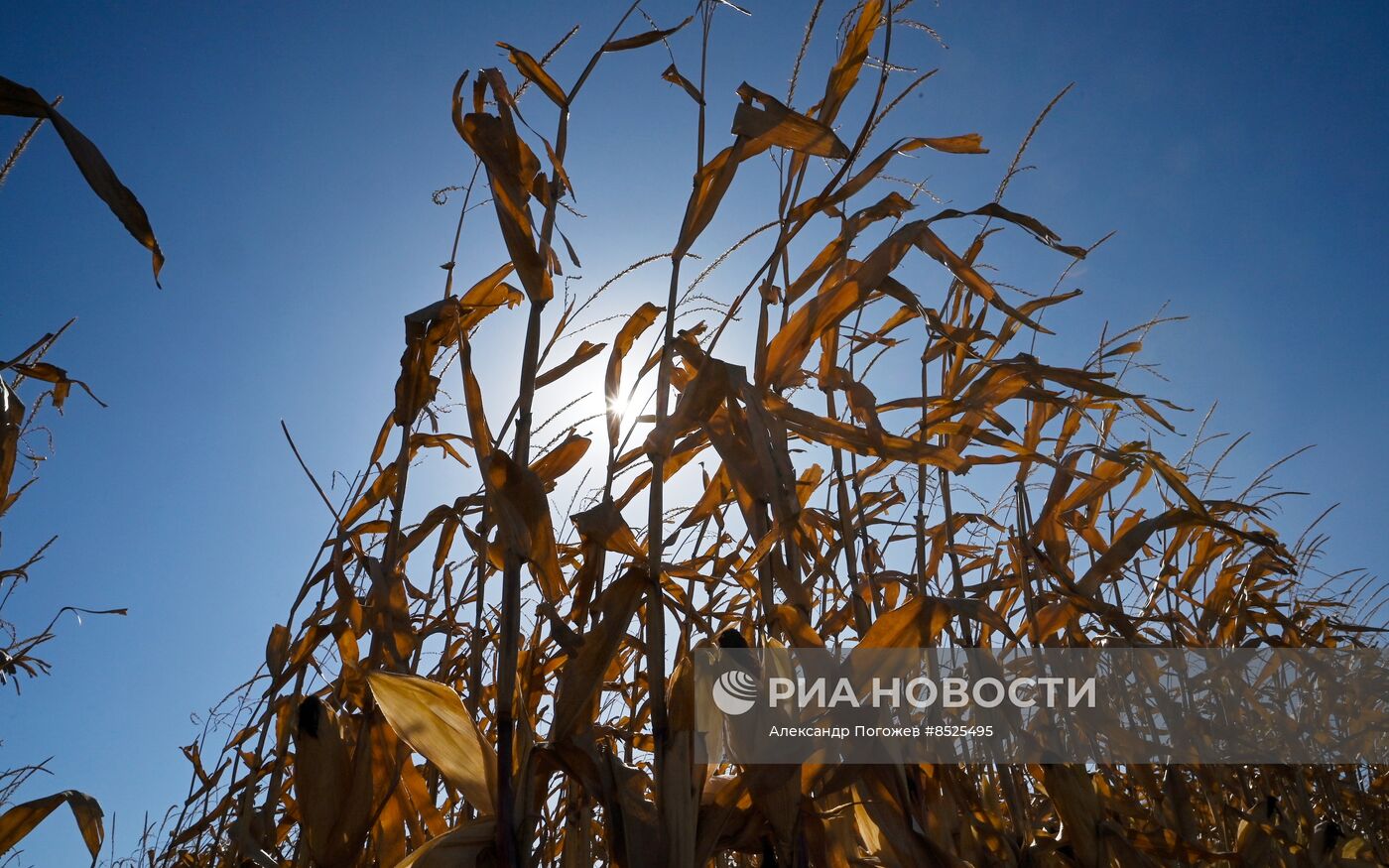 Сбор кукурузы в Ставропольском крае