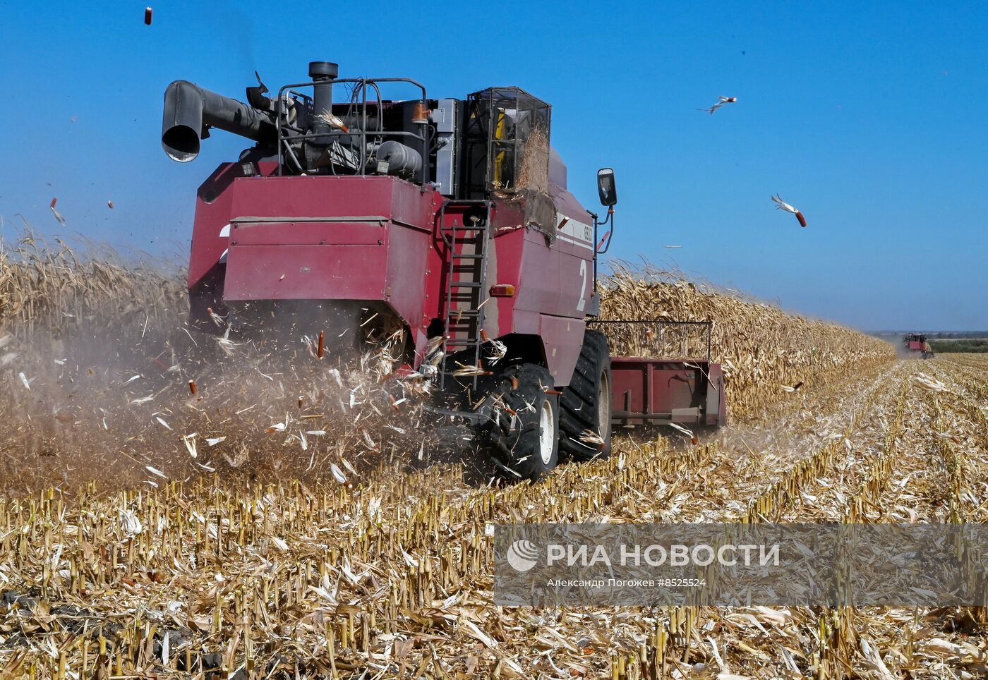 Сбор кукурузы в Ставропольском крае