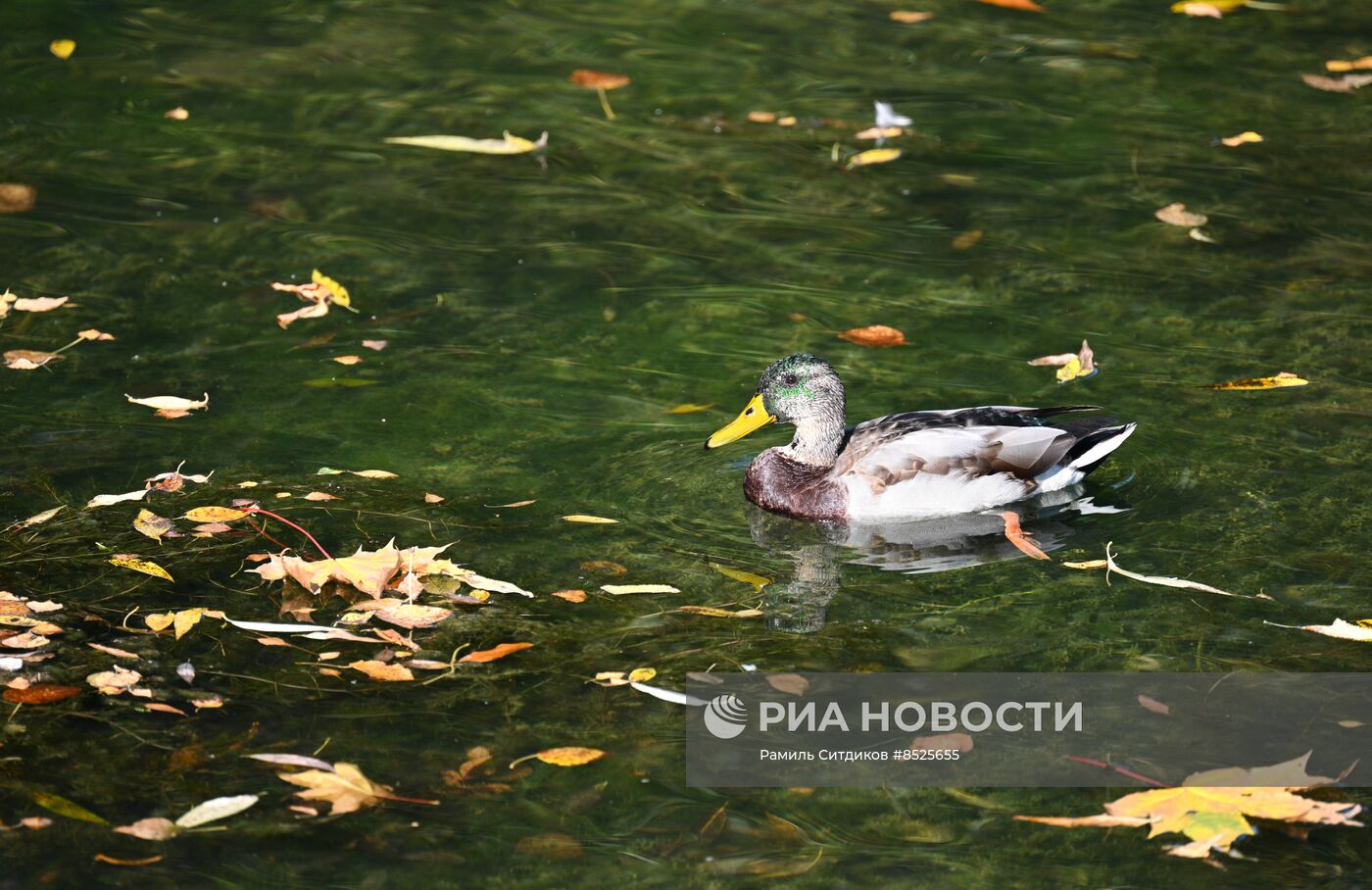 Осень в Москве