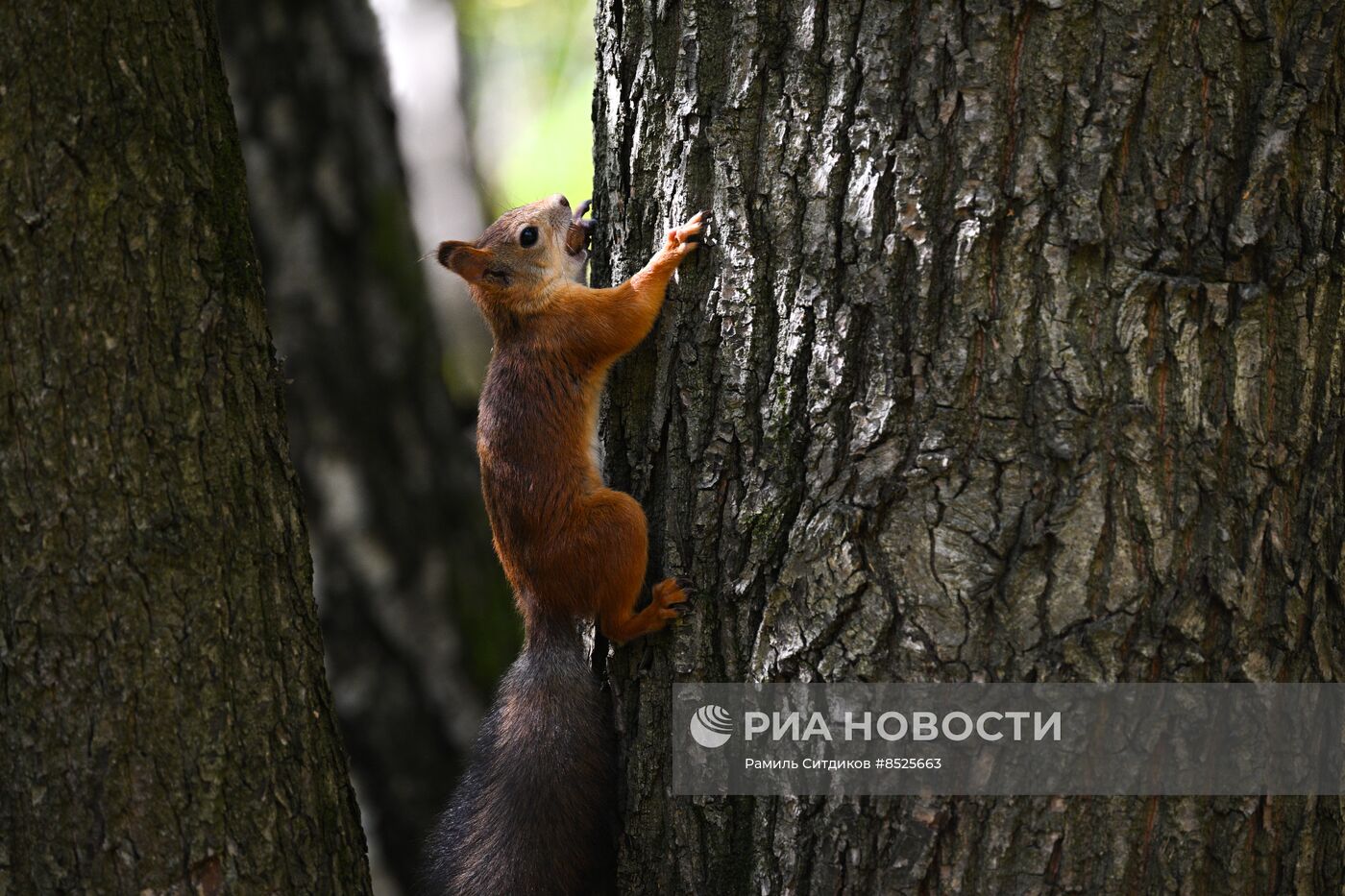 Осень в Москве