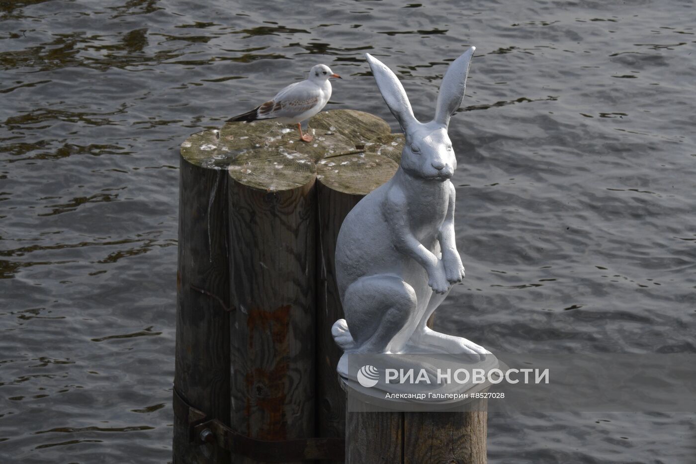 Возвращение памятника зайцу Арсению после реставрации к Петропавловской крепости в Петербурге