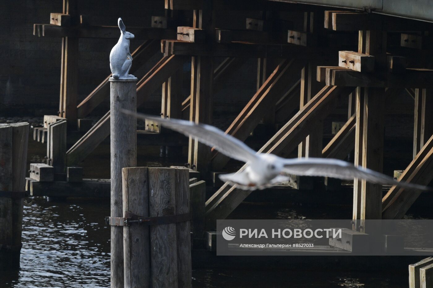 Возвращение памятника зайцу Арсению после реставрации к Петропавловской крепости в Петербурге