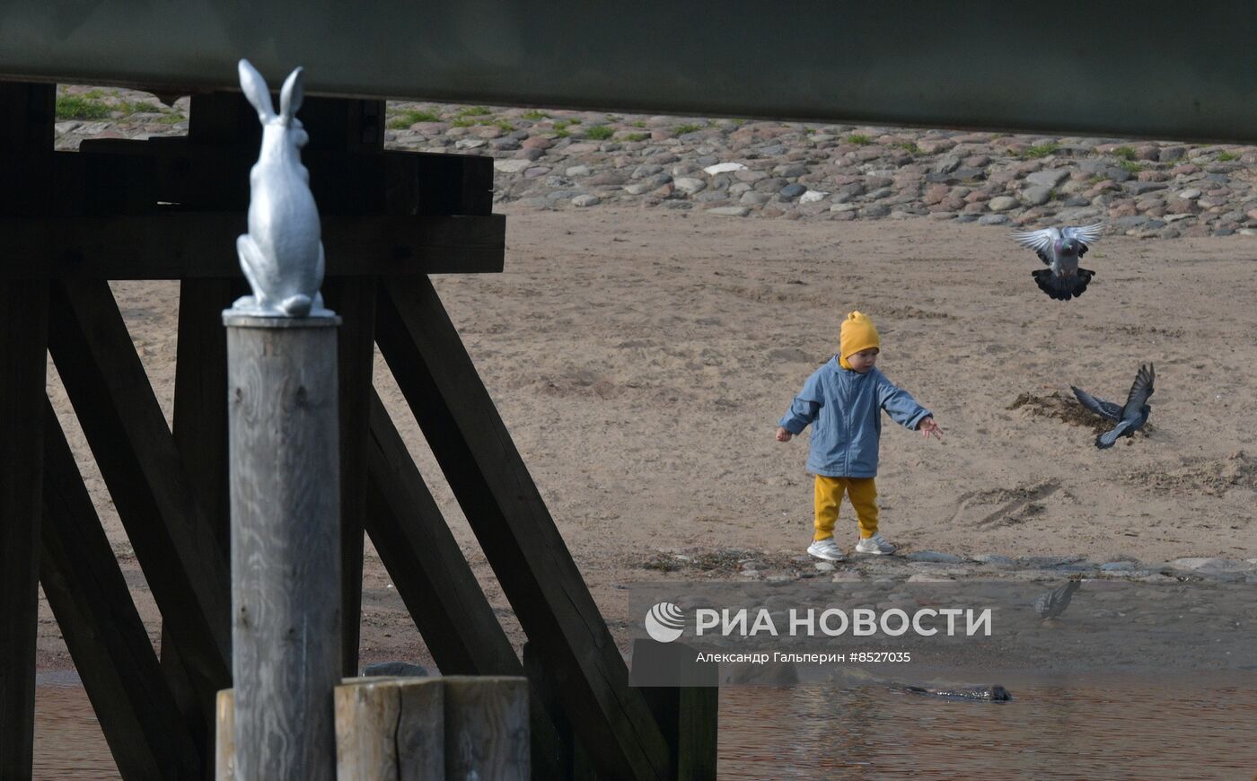 Возвращение памятника зайцу Арсению после реставрации к Петропавловской крепости в Петербурге