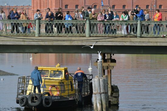 Возвращение памятника зайцу Арсению после реставрации к Петропавловской крепости в Петербурге