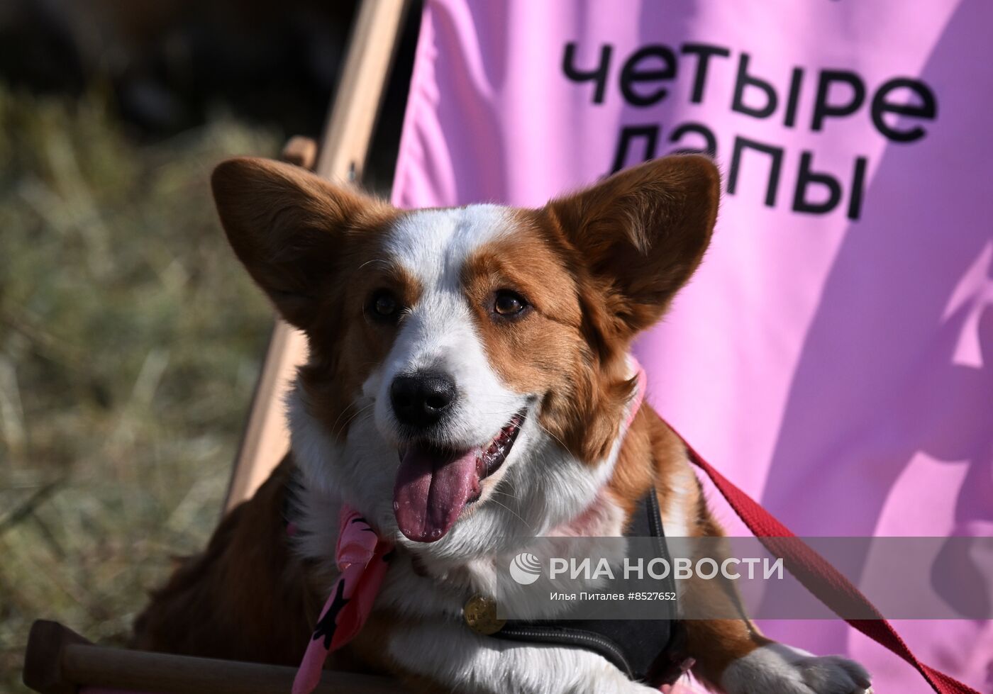 Кросс "Быстрый пес"