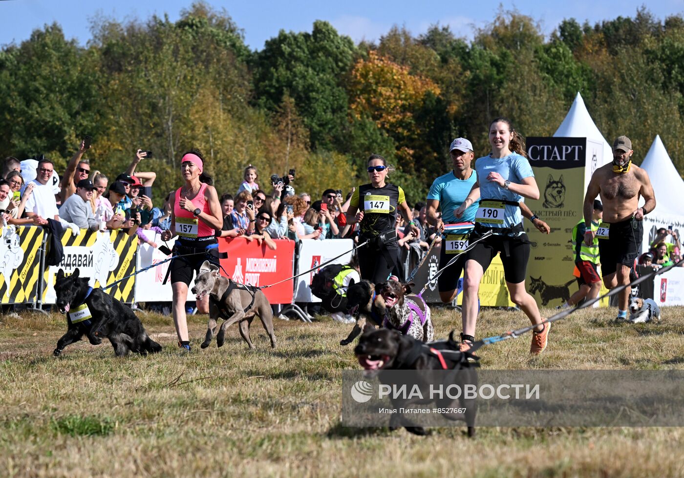 Кросс "Быстрый пес"
