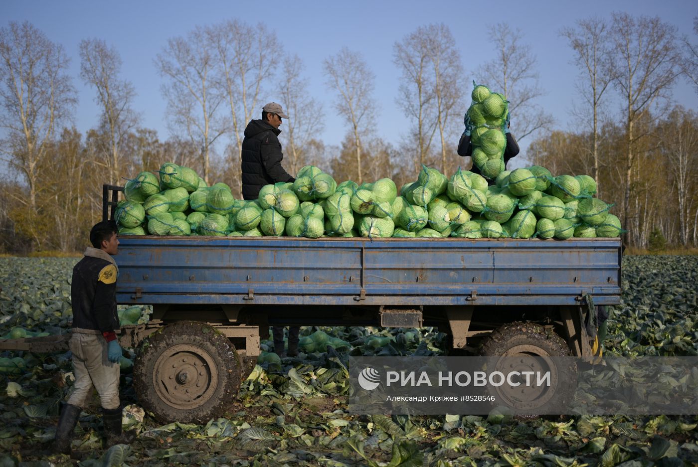 Уборка овощей в Новосибирской области