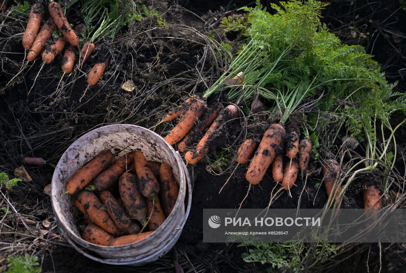 Уборка овощей в Новосибирской области