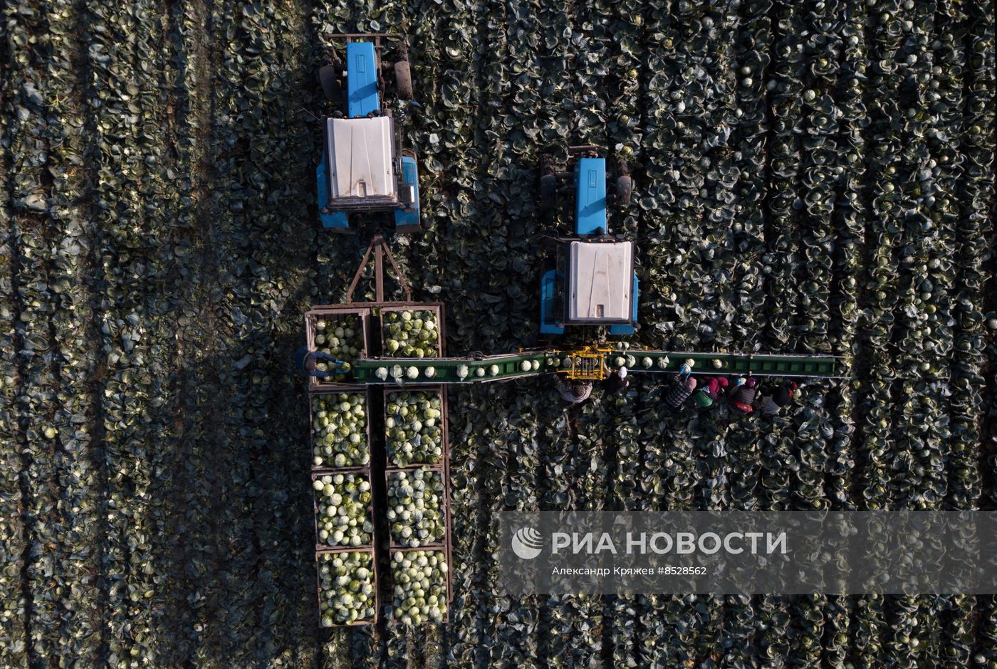 Уборка овощей в Новосибирской области