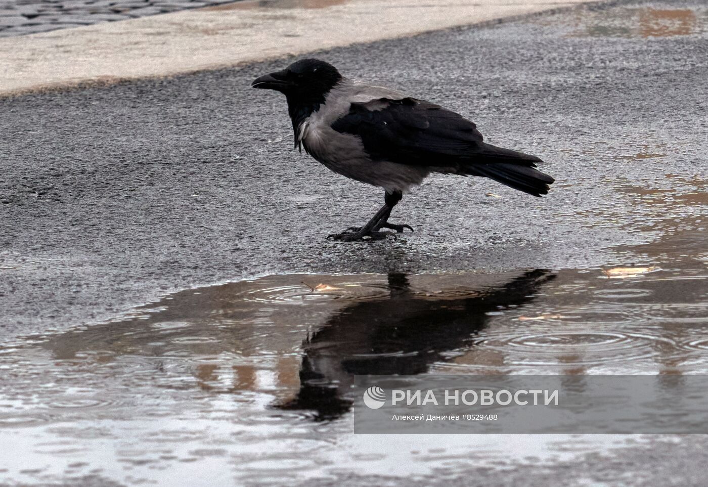 Штормовое предупреждение объявлено в Санкт-Петербурге