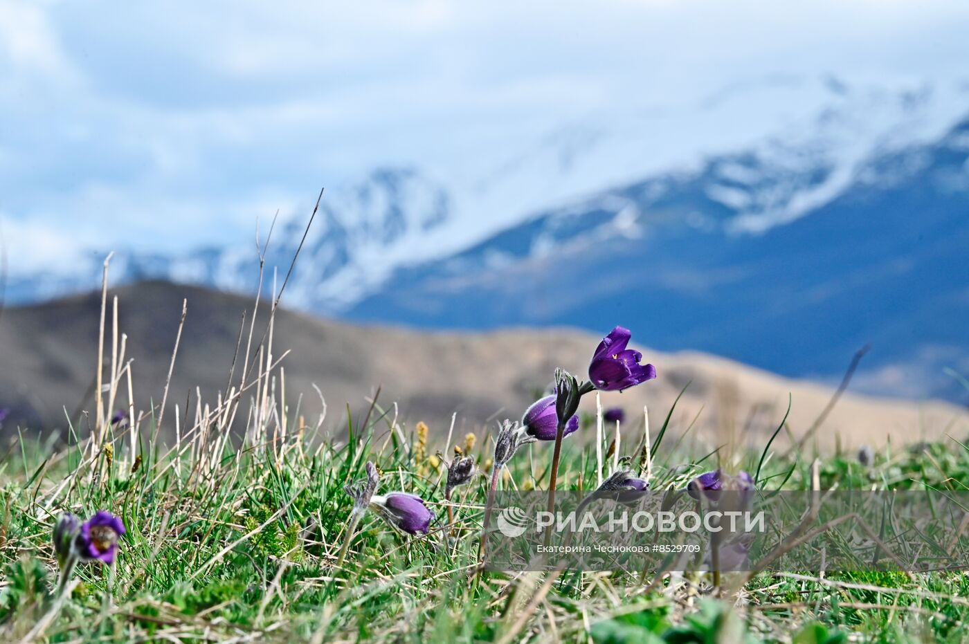 #ОткрываяРоссию. Чечня 