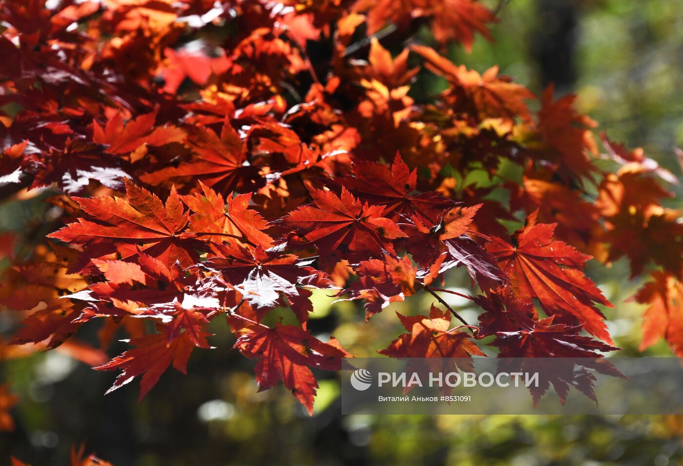 Осень в Приморье
