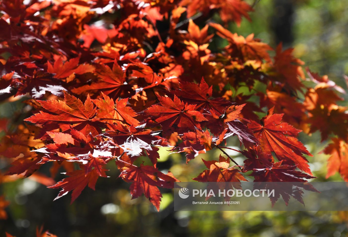 Осень в Приморье