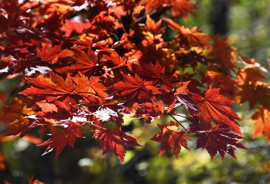 Осень в Приморье 