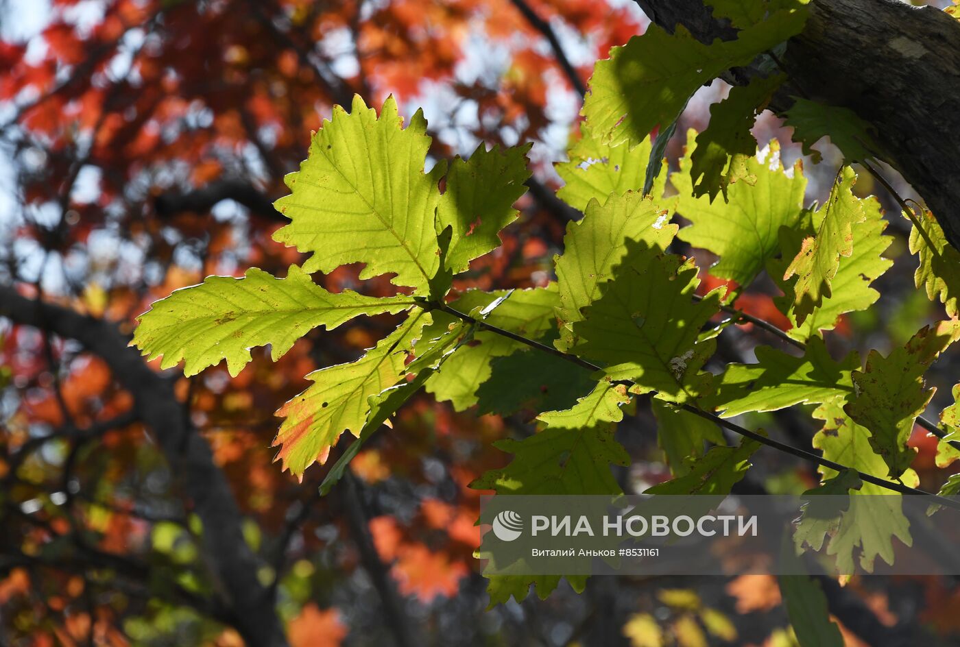 Осень в Приморье 