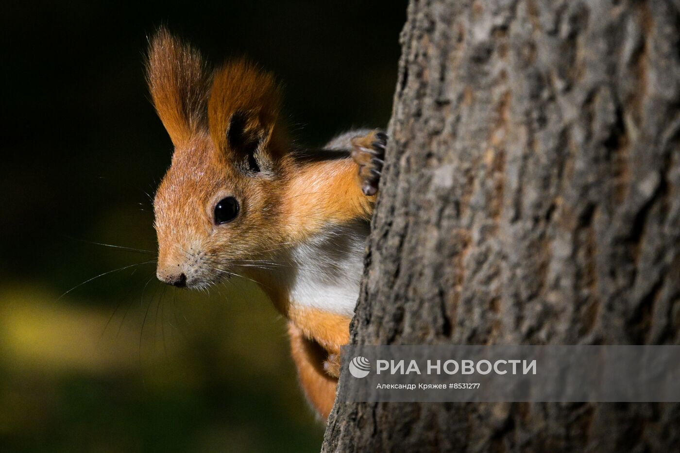 Осень в Новосибирске