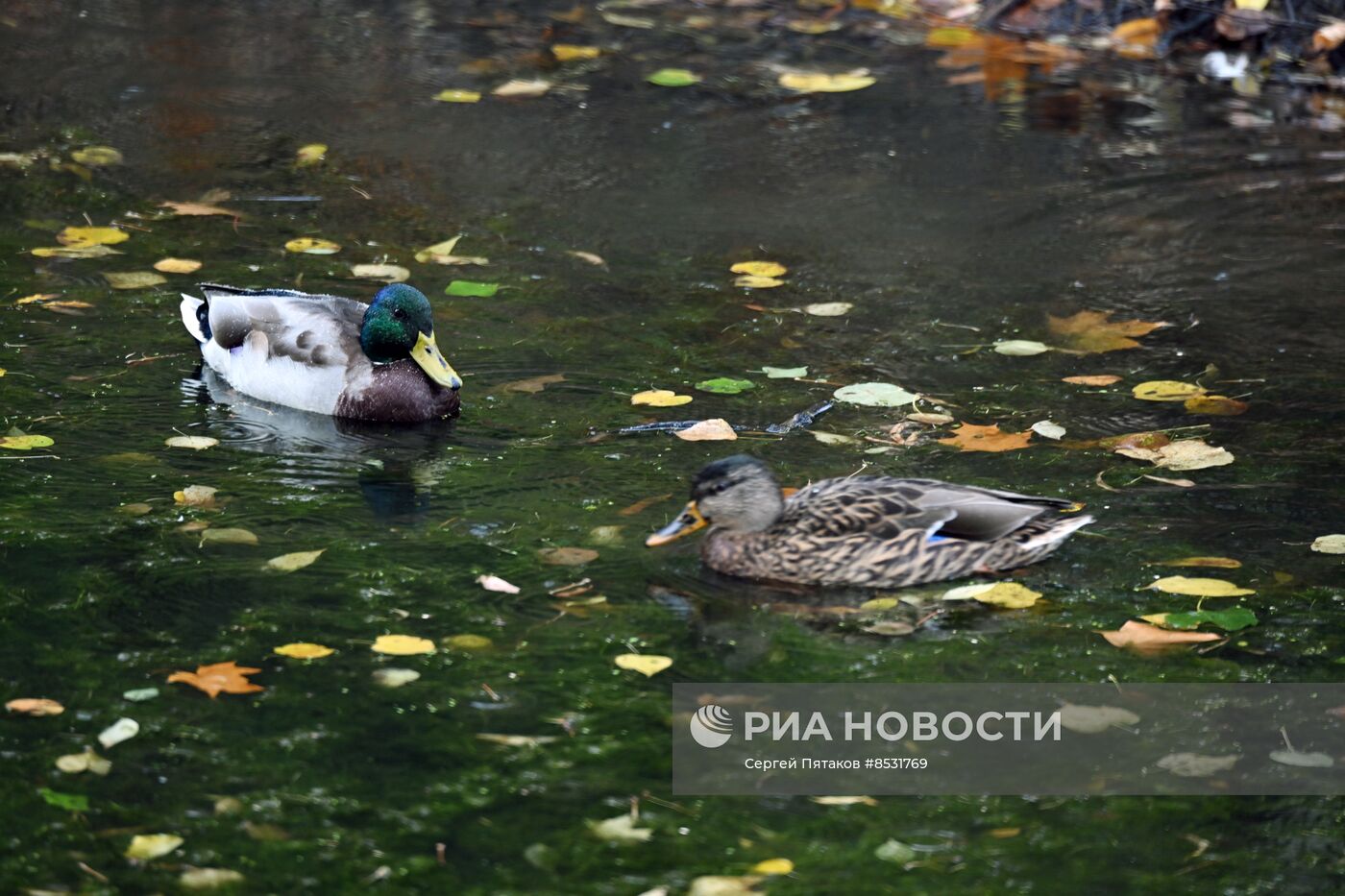 Ненастная погода в Москве