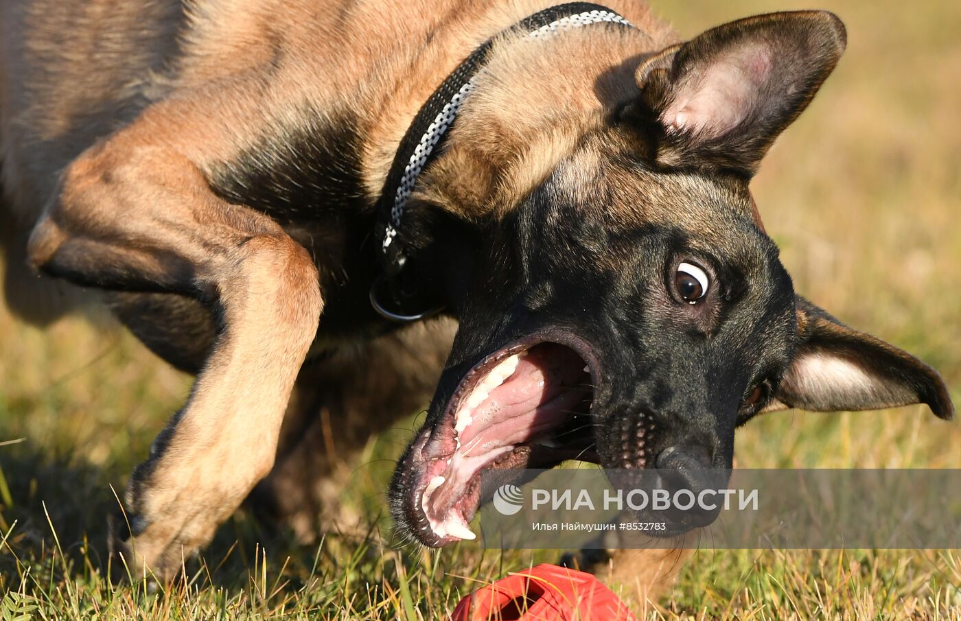 Соревнования по кинологическому спорту "Летающий пёс" в Красноярске 