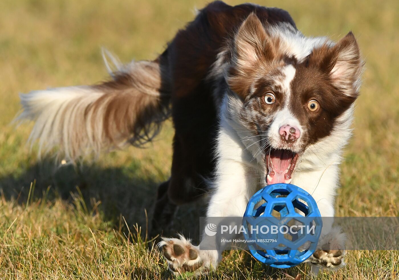 Соревнования по кинологическому спорту "Летающий пёс" в Красноярске 