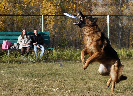 Соревнования по кинологическому спорту "Летающий пёс" в Красноярске 