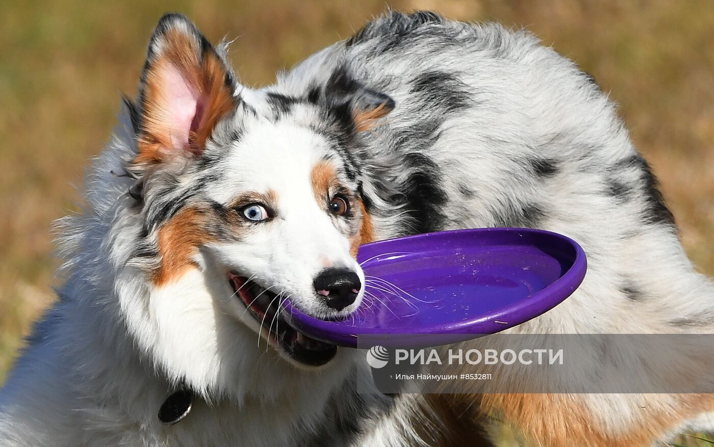 Соревнования по кинологическому спорту "Летающий пёс" в Красноярске 