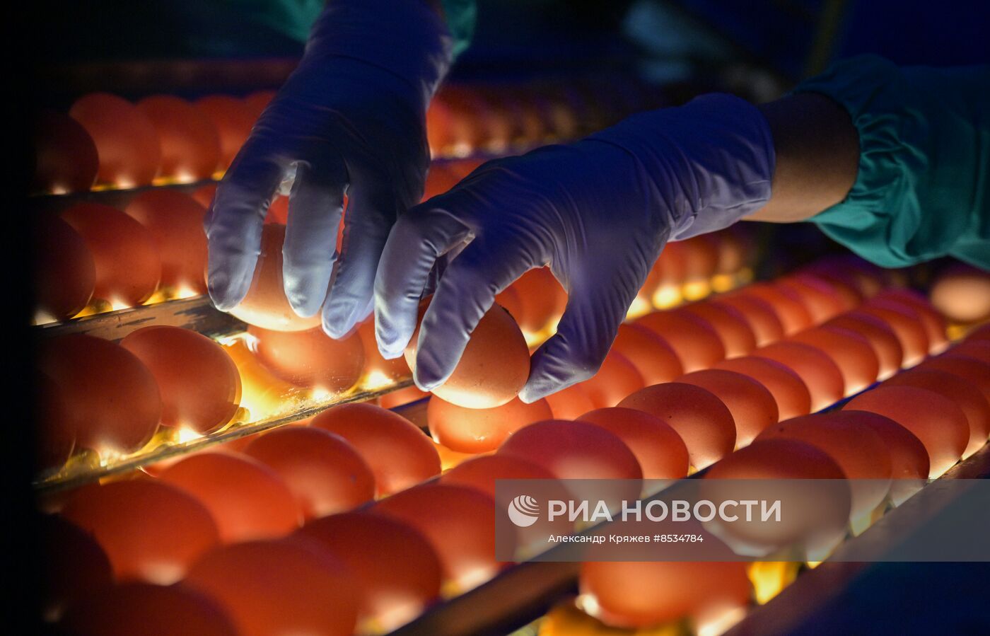 Производство куриных яиц в Новосибирской области