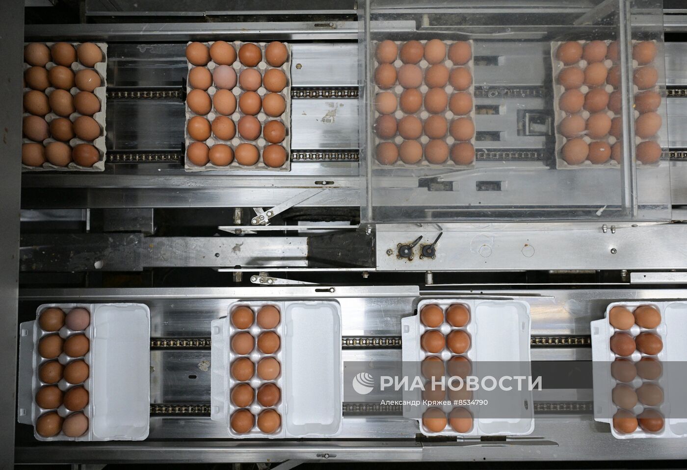 Производство куриных яиц в Новосибирской области